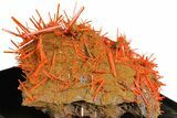 Bright Orange Crocoite Crystal Cluster - Tasmania #148522-3